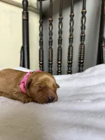 Maple, a female Golden Retriever for sale in Benton, IL – 4 of 6