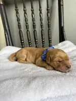 Biscuit, a male Golden Retriever for sale in Benton, IL – 5 of 5