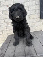 Violet , a female Labradoodle for sale in Benton, IL – 2 of 5