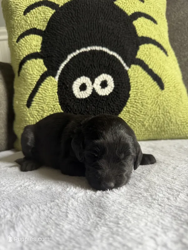 Stormy – Labradoodle puppy for sale in Benton, IL