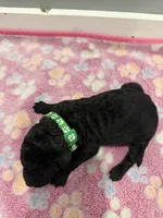 Rocky, a male Labradoodle for sale in Benton, IL – Photo 3 of 4