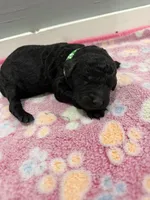 Rocky, a male Labradoodle for sale in Benton, IL – Photo 2 of 4