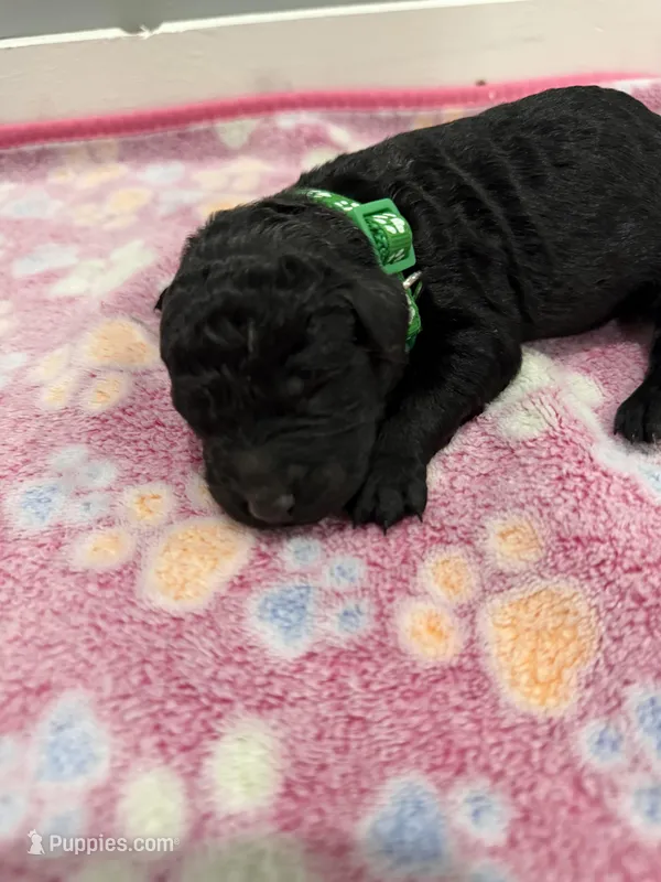 Rocky – Labradoodle puppy for sale in Benton, IL