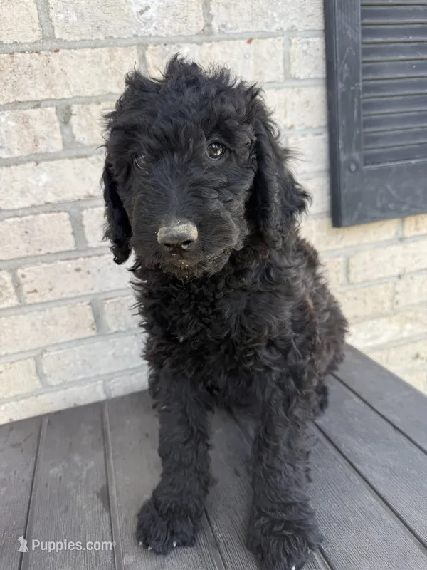 Remi – Labradoodle puppy for sale in Benton, IL