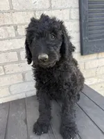 Remi, a female Labradoodle for sale in Benton, IL – 1 of 4