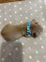 Clyde, a male Golden Retriever for sale in Benton, IL – 6 of 6