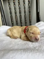 Benji, a male Golden Retriever for sale in Benton, IL – 4 of 5