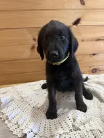 Molly , a female Labradoodle for sale in Benton, IL – Photo 2 of 5