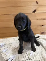 Molly , a female Labradoodle for sale in Benton, IL – Photo 4 of 5