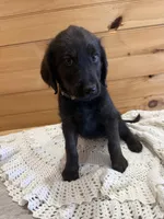 Molly , a female Labradoodle for sale in Benton, IL – Photo 3 of 5