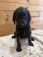 Molly , a female Labradoodle for sale in Benton, IL – Photo 1 of 5