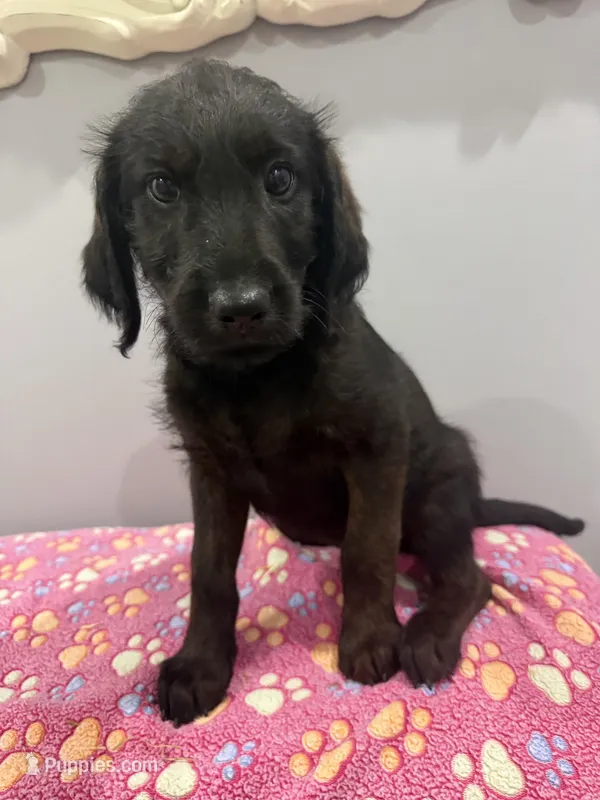 Molly  – Labradoodle puppy for sale in Benton, IL