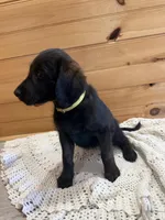 Molly , a female Labradoodle for sale in Benton, IL – Photo 5 of 5