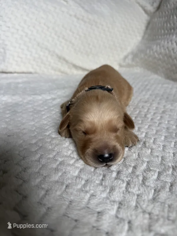 River – Golden Retriever puppy for sale in Benton, IL