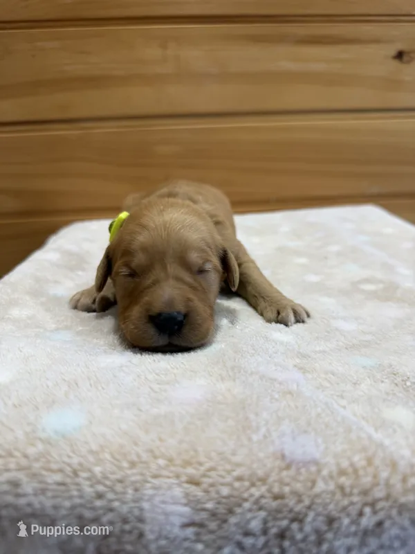 Mabel – Golden Retriever puppy for sale in Benton, IL