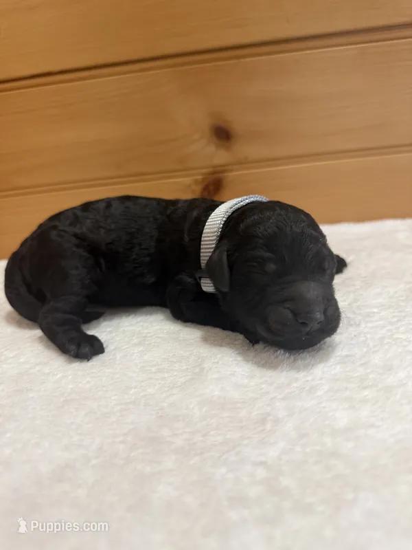 Slinky – Goldendoodle puppy for sale in Benton, IL