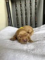 Oakley, a female Golden Retriever for sale in Benton, IL – 4 of 5