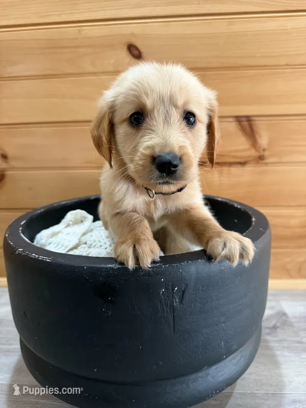 Bo – Golden Retriever puppy for sale in Benton, IL