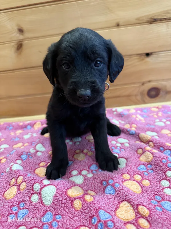 Sophie – Labradoodle puppy for sale in Benton, IL