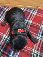 Sophie, a female Labradoodle for sale in Benton, IL – Photo 4 of 4