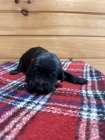 Sophie, a female Labradoodle for sale in Benton, IL – Photo 1 of 4