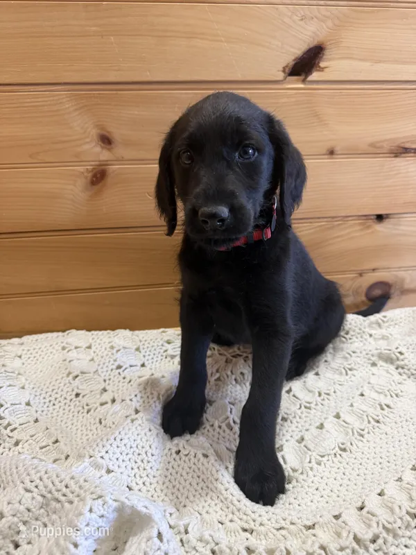 Sophie – Labradoodle puppy for sale in Benton, IL