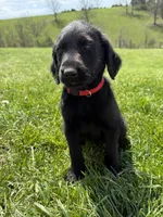 Sophie, a female Labradoodle for sale in Benton, IL – Photo 4 of 4