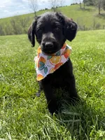 Sophie, a female Labradoodle for sale in Benton, IL – Photo 1 of 4