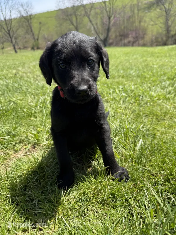 Sophie – Labradoodle puppy for sale in Benton, IL