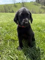 Sophie, a female Labradoodle for sale in Benton, IL – Photo 2 of 4