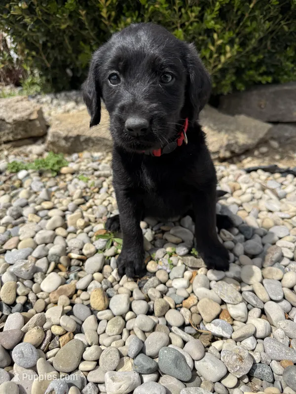 Sophie – Labradoodle puppy for sale in Benton, IL