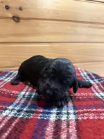 Sophie, a female Labradoodle for sale in Benton, IL – Photo 2 of 4