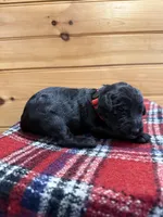 Sophie, a female Labradoodle for sale in Benton, IL – Photo 3 of 4