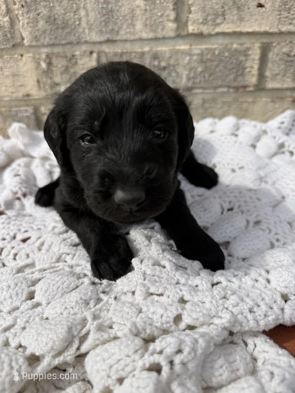 Sophie – Labradoodle puppy for sale in Benton, IL
