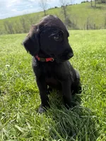Sophie, a female Labradoodle for sale in Benton, IL – Photo 3 of 4