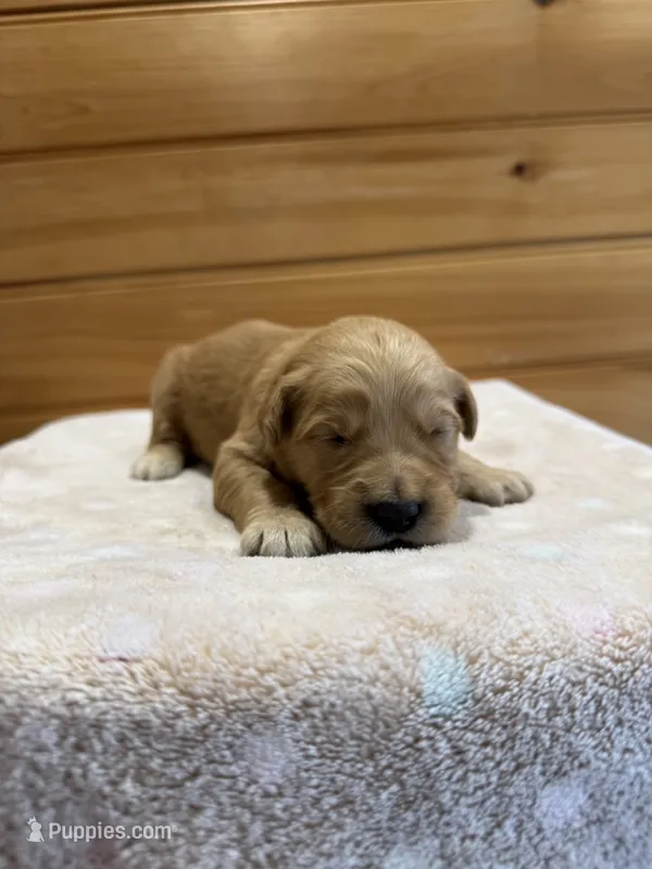Winnie – Golden Retriever puppy for sale in Benton, IL