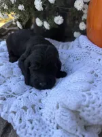 Bo Peep, a female Goldendoodle for sale in Benton, IL – 4 of 5