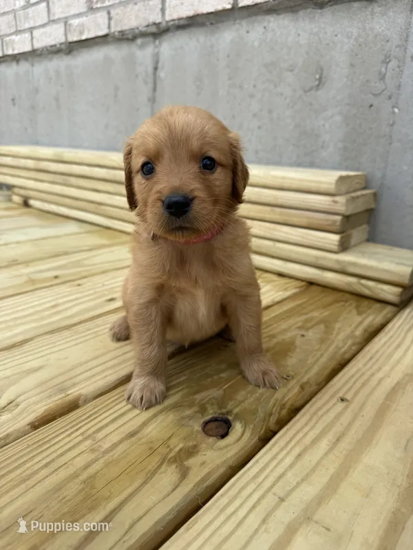Marley – Golden Retriever puppy for sale in Benton, IL