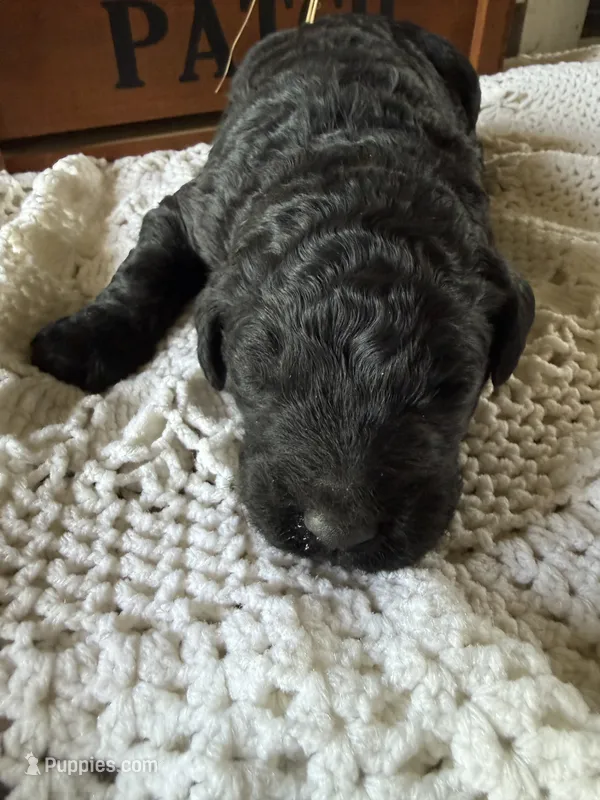 Slinky – Goldendoodle puppy for sale in Benton, IL