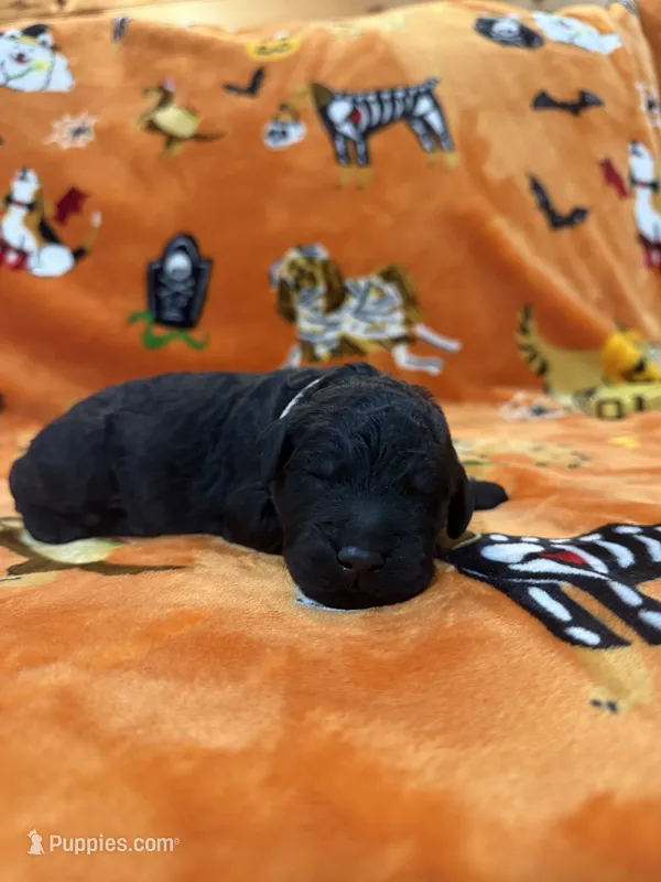 Slinky – Goldendoodle puppy for sale in Benton, IL