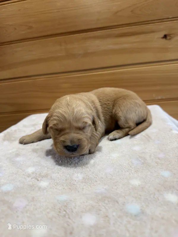 Pebbles – Golden Retriever puppy for sale in Benton, IL