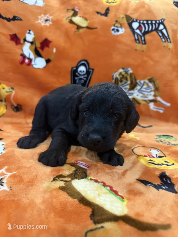 Duke – Labradoodle puppy for sale in Benton, IL