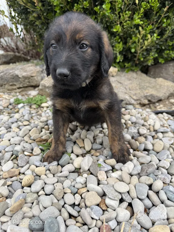 Zues – Labradoodle puppy for sale in Benton, IL