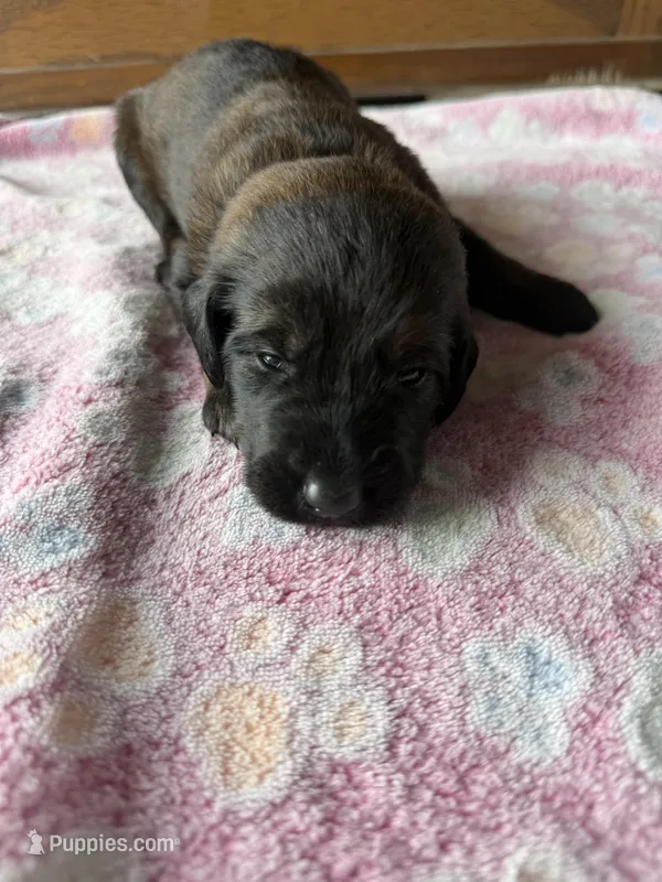 Zues – Labradoodle puppy for sale in Benton, IL