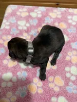 Zues, a male Labradoodle for sale in Benton, IL – Photo 3 of 4