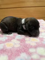 Zues, a male Labradoodle for sale in Benton, IL – Photo 2 of 4