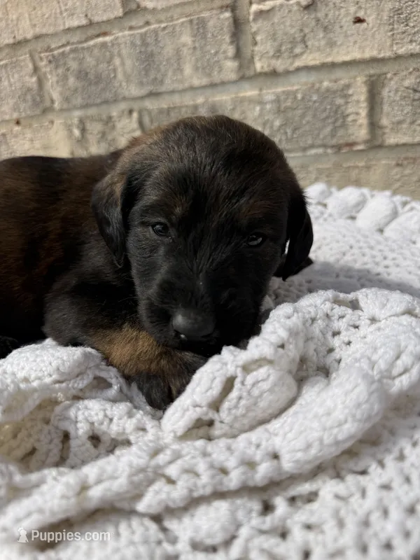 Zues – Labradoodle puppy for sale in Benton, IL