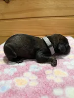 Zues, a male Labradoodle for sale in Benton, IL – Photo 4 of 4