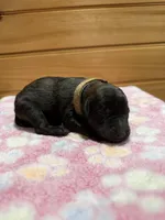 Dixie, a female Labradoodle for sale in Benton, IL – Photo 2 of 5