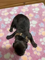 Dixie, a female Labradoodle for sale in Benton, IL – Photo 5 of 5